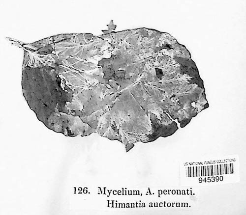 Agaricus augustus image